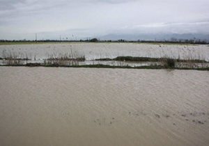 فروکش کردن آب در تمامی سد‌های گنبد کاووس
