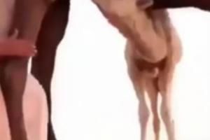 فیلم/ عاقبت عکس یادگاری با شتر!

