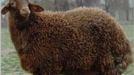 فیلم/ مدل گوسفندی تشویق به واکسیناسیون
