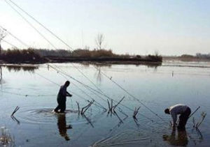 جمع آوری دام هایی غیرمجاز در گمیشان