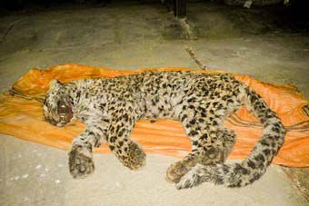 گرسنگی امان پلنگ های گلستان را برید + تصاویر