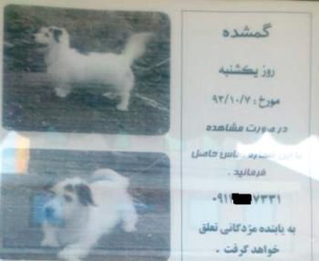 مژدگانی چندصد هزار تومانی برای یابنده سگ گم شده در بندرگز!! + عکس