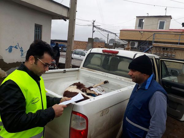 کشف لاشه شتر و بز فاسد در گنبدکاووس