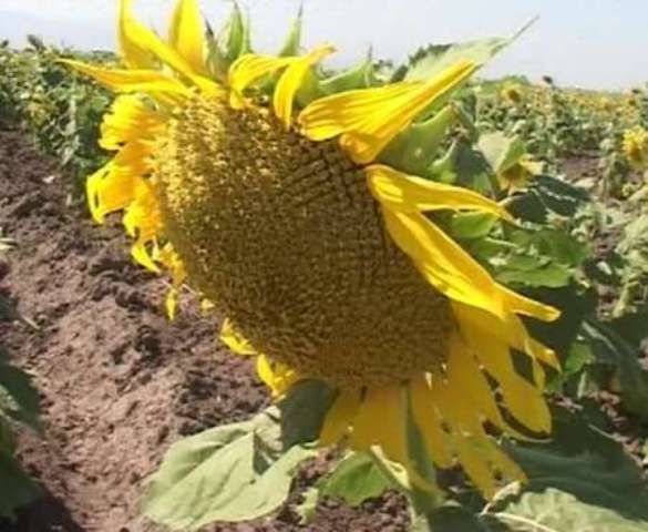 خرید تضمینی دانه روغنی آفتابگردان در استان