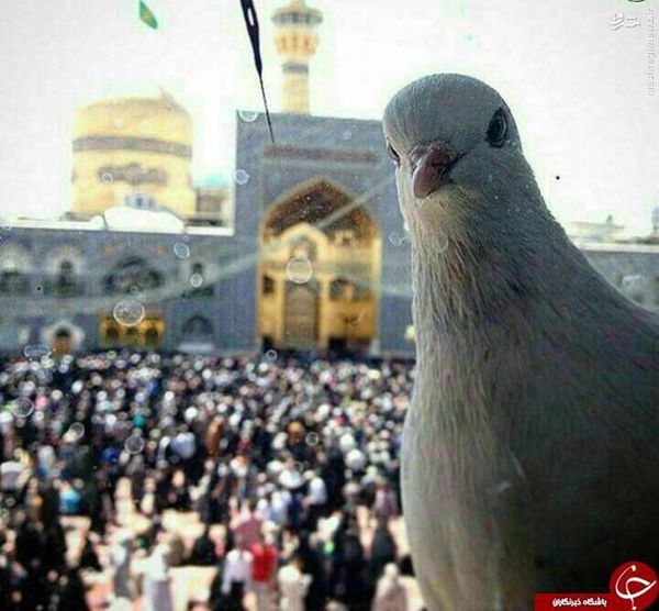 عکس/ سلفی کبوتر با حرم امام رضا (ع) 