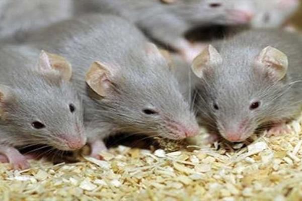 حیواناتی ریز برای کشف مین و قاچاق!