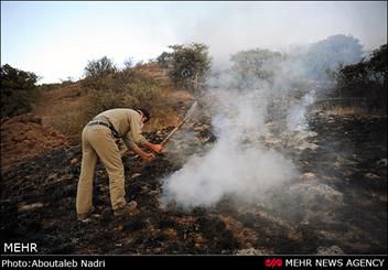 طبیعت گلستان درآتش بی‌تدبیری خاکستر می‌شود/پنجه درحریق بادست خالی
