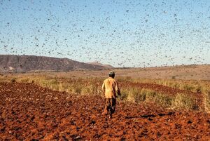 وضعیت هجوم ملخ‌های مهاجر بحرانی شد +فیلم
