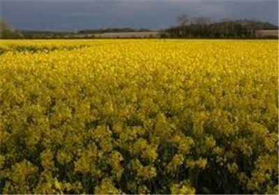 استقبال از کشت دانه‌های روغنی افزایش یافته است