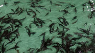 رهاسازی بیش از ۴۲ میلیون قطعه بچه ماهیان استخوانی در رودخانه‌های گلستان
