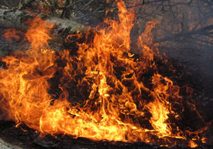 آتش سوزی در مناطق جنگلی مینودشت