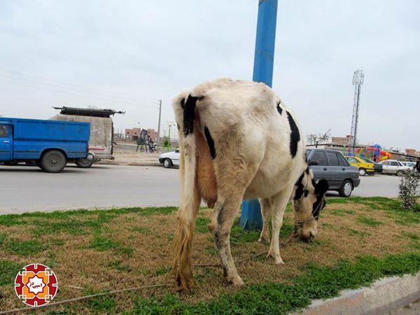 چرای دام در بلوار شهر آق قلا؟؟!!! + تصویر