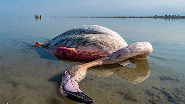 
مرگ مشکوک تعدادی از پرندگان مهاجر در خلیج گرگان
