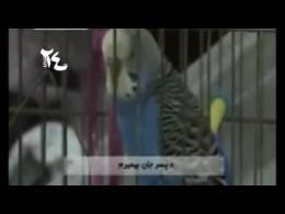  دانلود کلیپ صحبت کردن مرغ عشق به زبان گیلکی