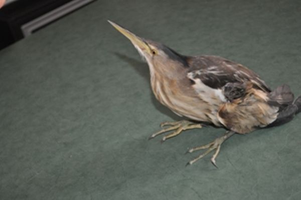 رساندن پرنده مصدوم به محیط زیست غرب گلستان