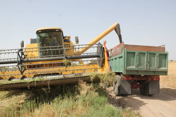 خرید تضمینی ۲۷۰۰ تن محصول کلزا از کشاورزان آق قلایی
