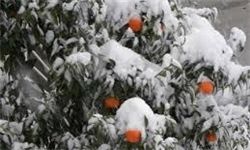 سرمایی که تن باغ‌داران گلستانی را می‌لرزاند