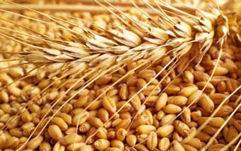 ظلم مضاعف به گلستان در حوزه غله