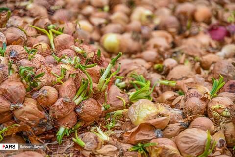 
بچه هیئتی‌هایی که چوب لای چرخ دلالان گذاشتند
