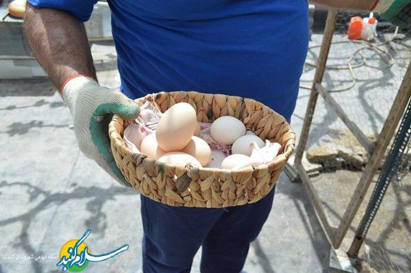 اقتصاد مقاومتی در پشت بام خانه یک گلستانی!