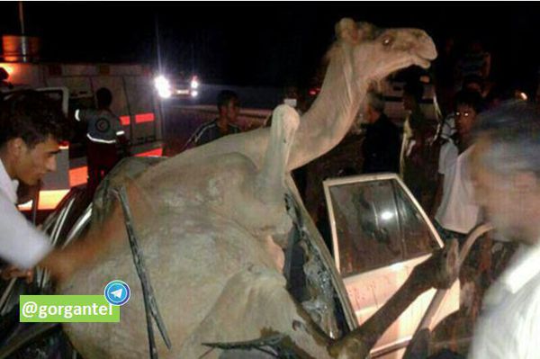 مرگ جوان گمیشانی بر اثر تصادف با شتر