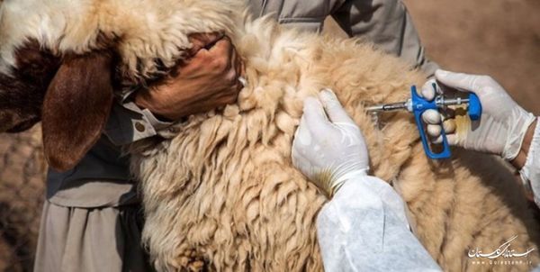 بیماری طاعون نشخوارکنندگان کوچک تا این لحظه در استان گلستان مشاهده نشده است
